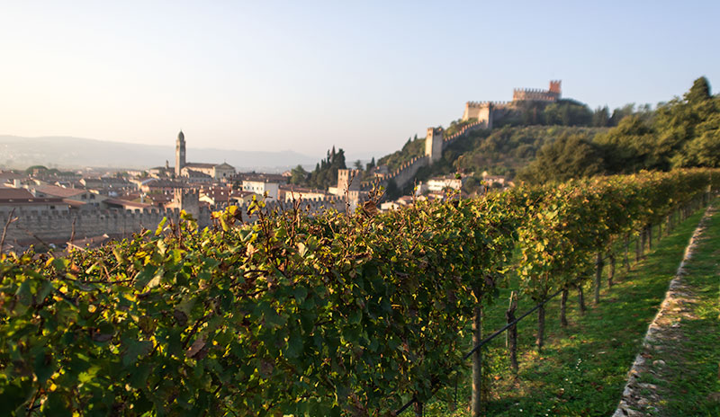 Cantina di Soave: wine cooperative with 2,200 members and 5,500 hectares under vine (photo)