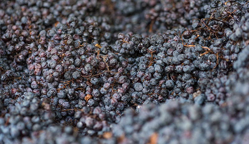 Team effort: The cooperative delivers more than 100,000 tons of grapes each year (photo)